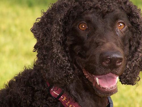 Épagneul d'Eau Irlandais