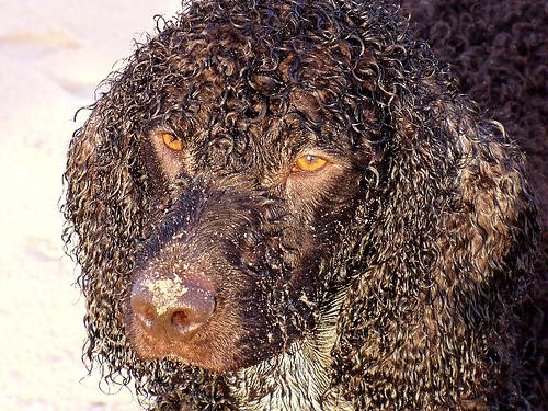 Épagneul d'Eau Irlandais