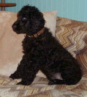 Épagneul d'Eau Irlandais