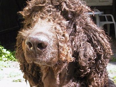 Épagneul d'Eau Irlandais