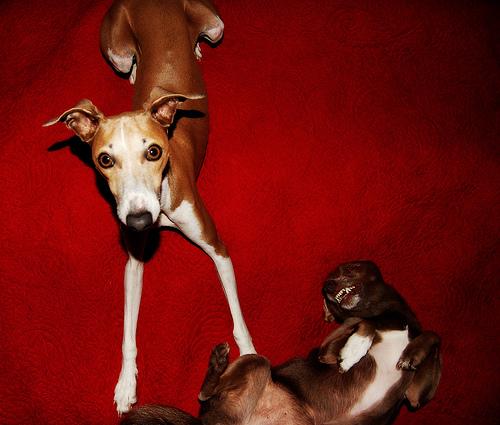 Petit Lévrier Italien