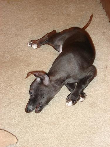 Petit Lévrier Italien