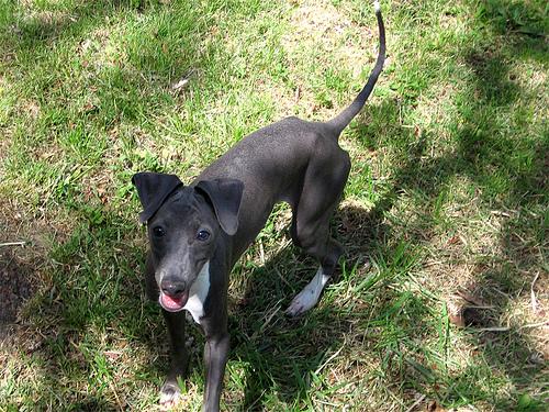 Petit Lévrier Italien