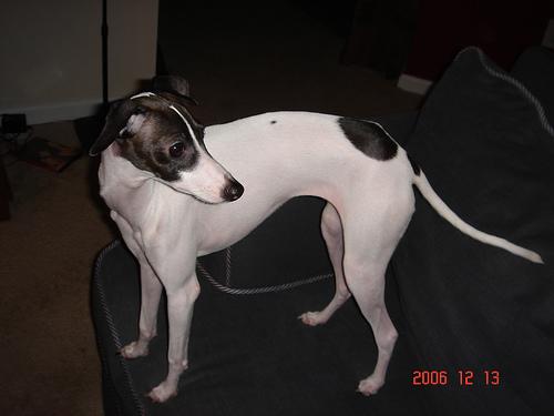 Petit Lévrier Italien