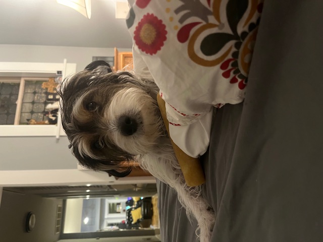 Jack Russell Terrier