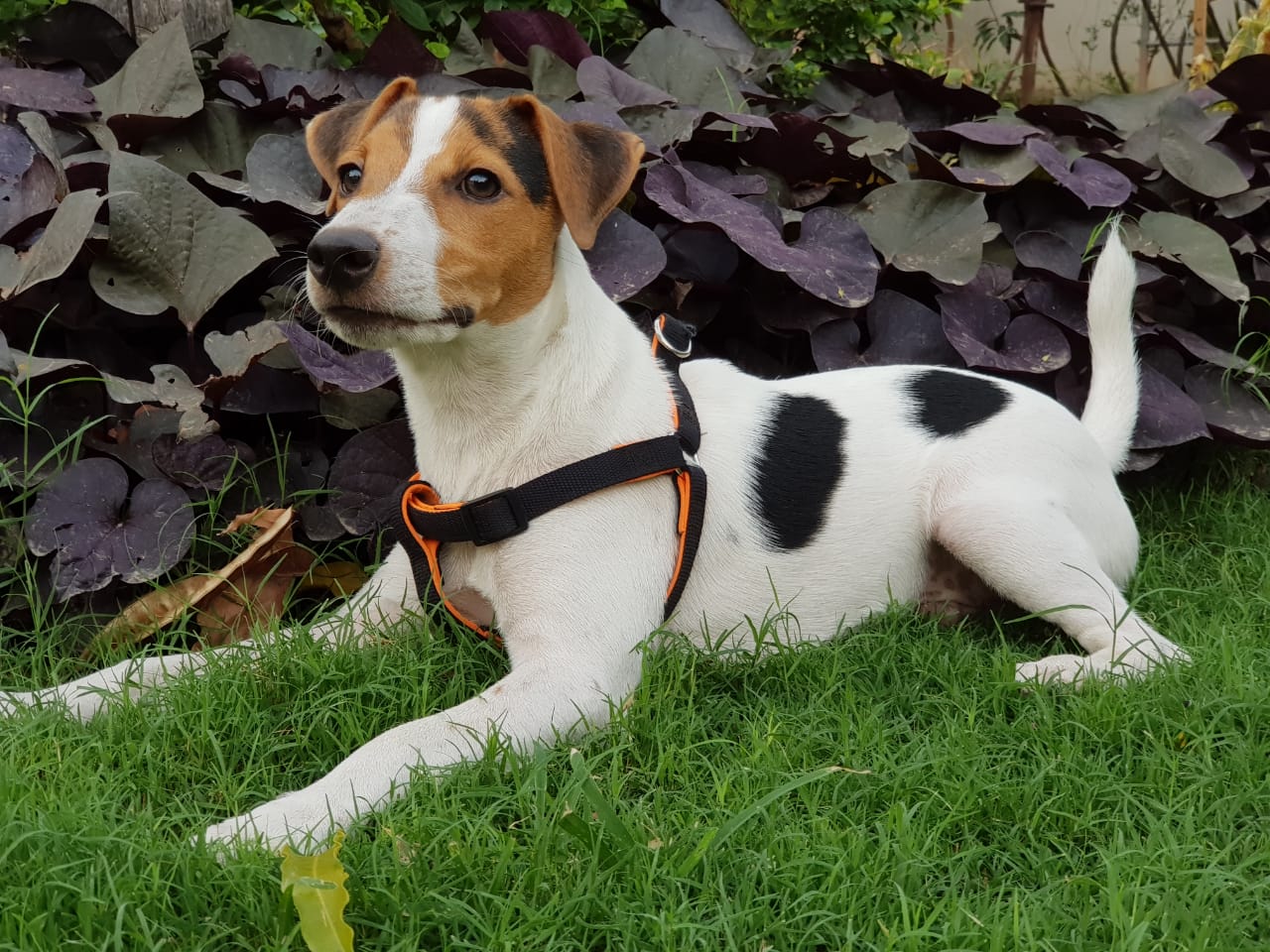 Jack Russell Terrier