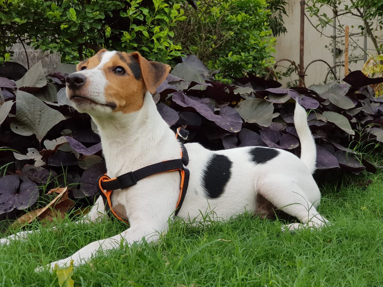 Jack Russell Terrier