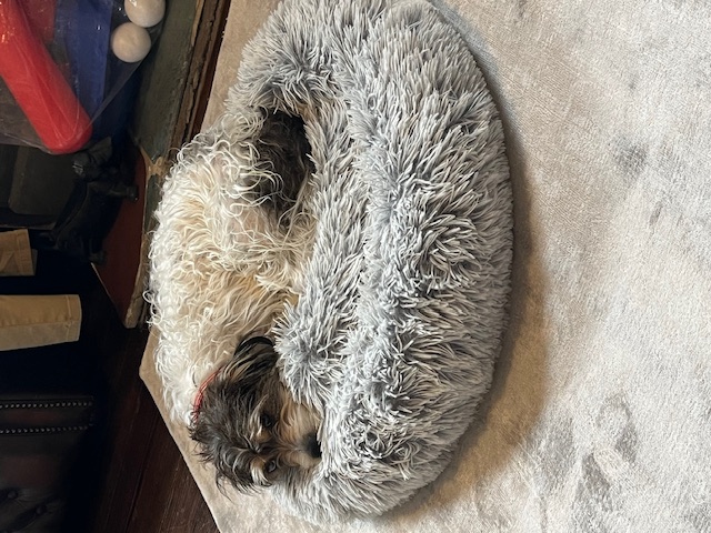 Jack Russell Terrier