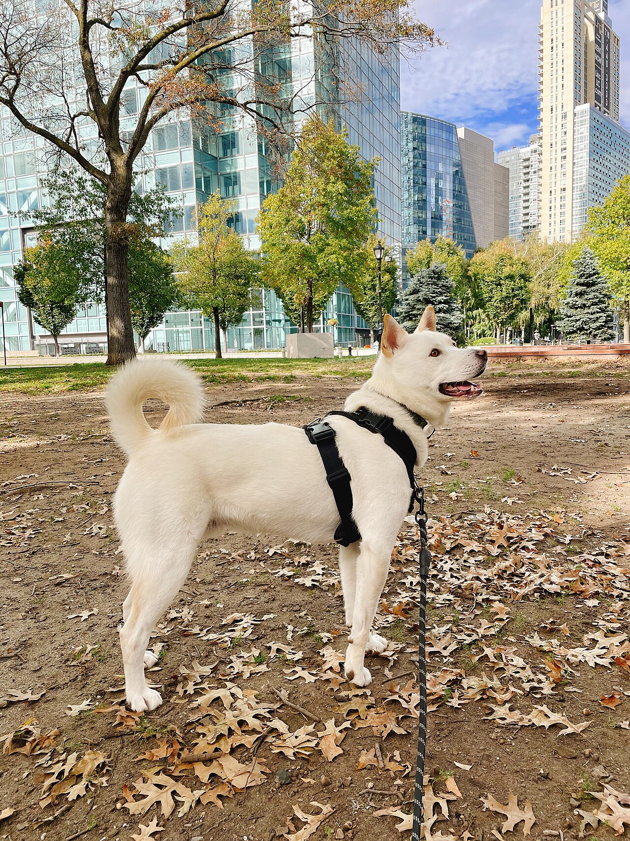 Korean Jindo