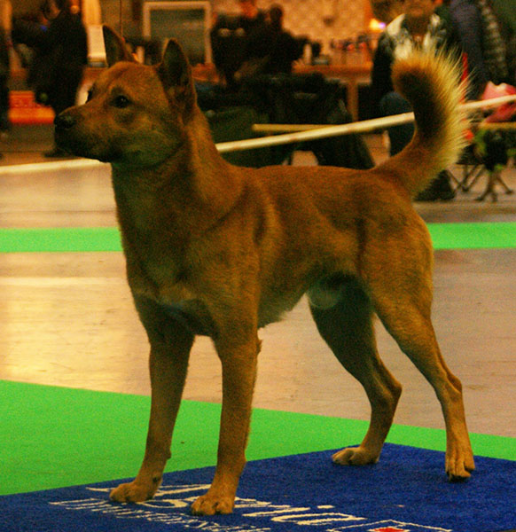 Korean Jindo