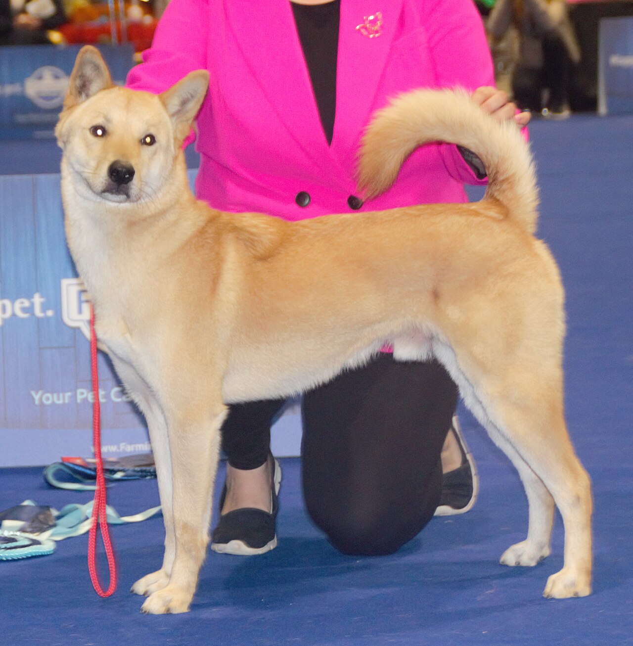 Korean Jindo