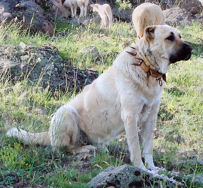 Kangal Shepherd