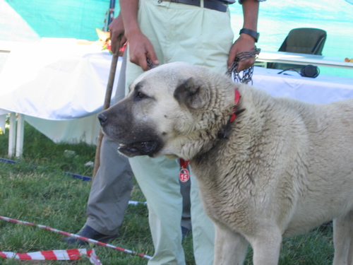 Kangal Shepherd