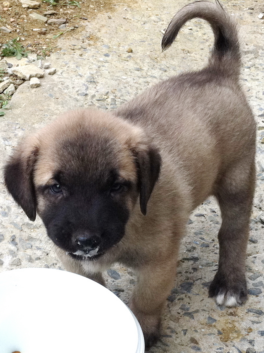 Kangal Shepherd