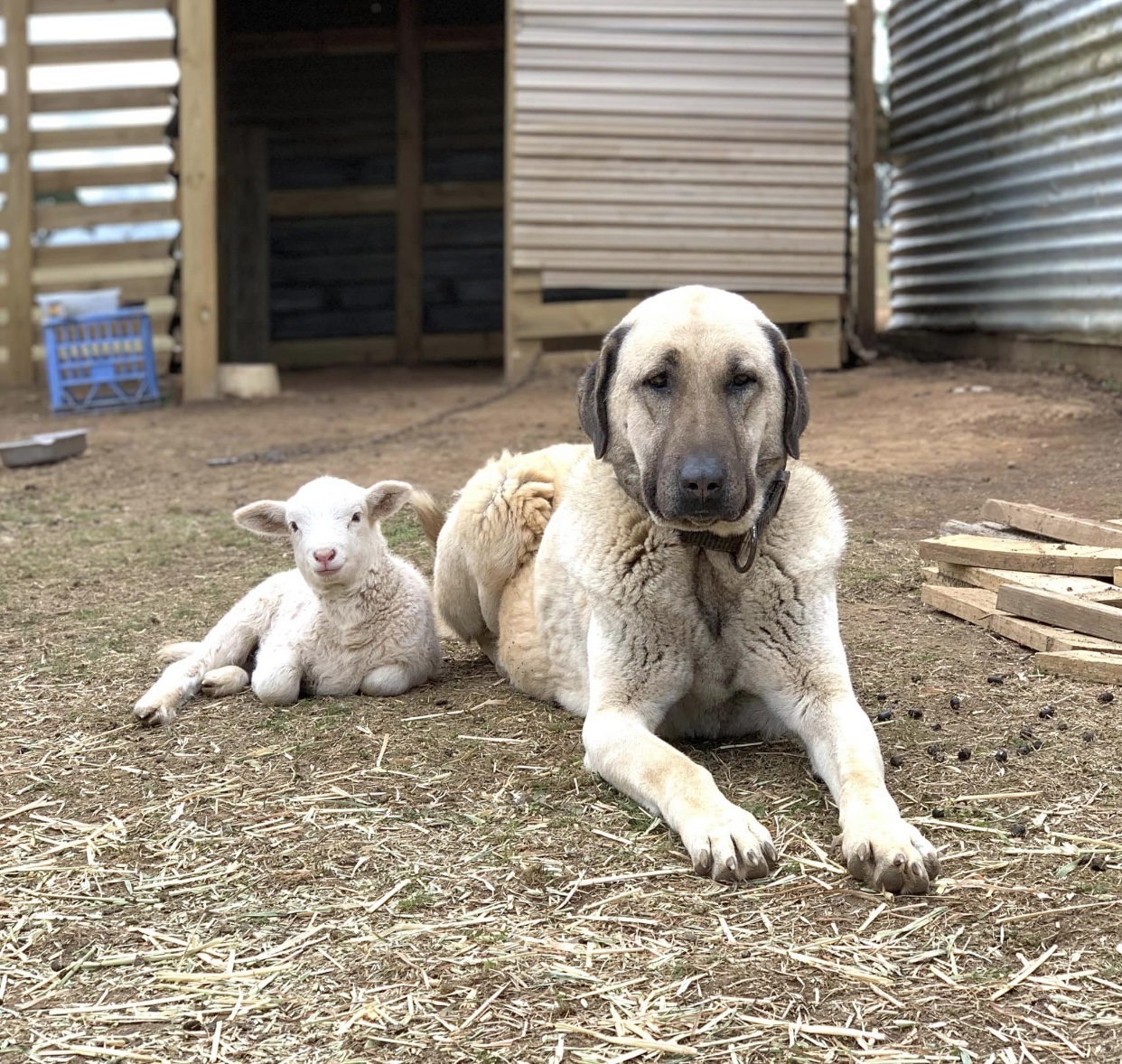 Kangal Shepherd