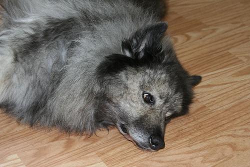 Keeshond