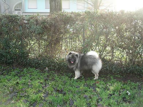 Keeshond