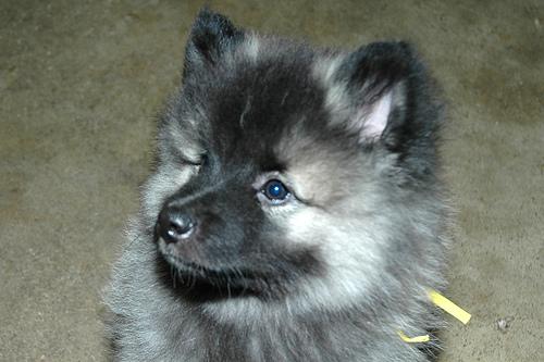 Keeshond