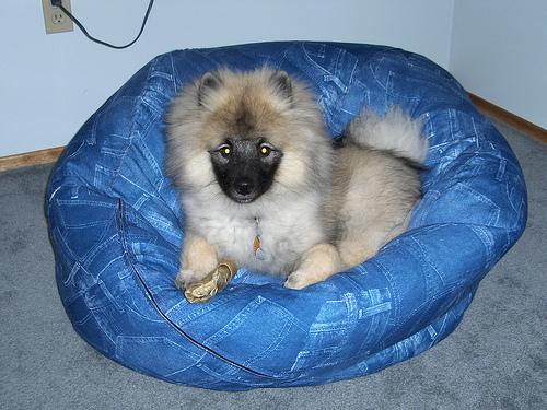 Keeshond