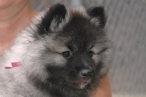 Keeshond