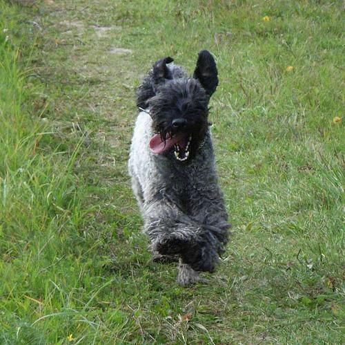 Kerry Blue Terrier