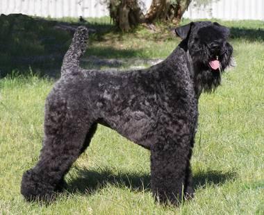 Kerry Blue Terrier