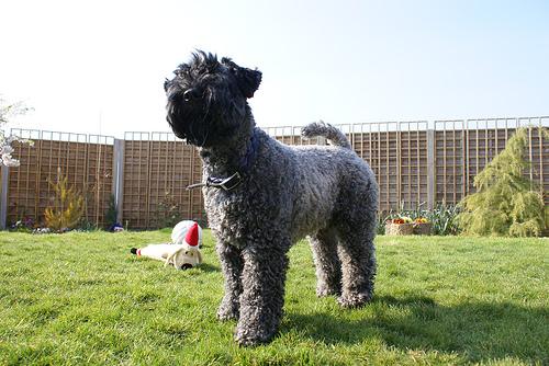 Kerry Blue Terrier