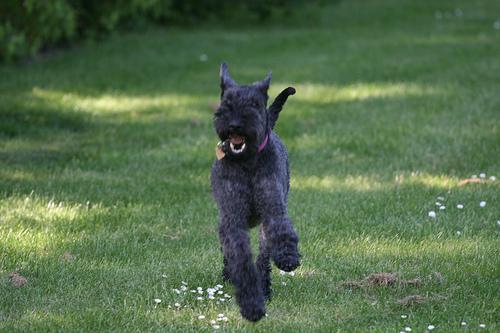 Kerry Blue Terrier