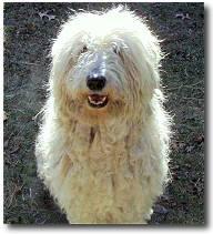 Komondor
