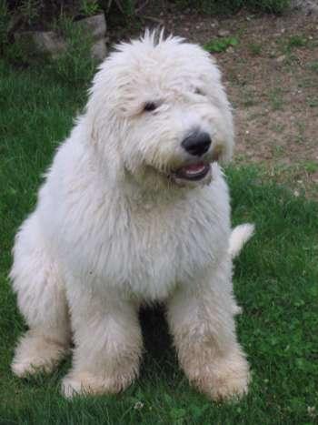 Komondor