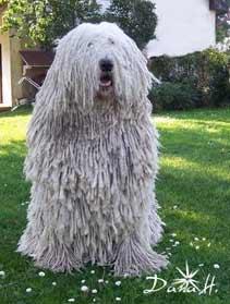 Komondor