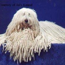 Komondor
