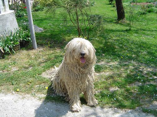 Komondor