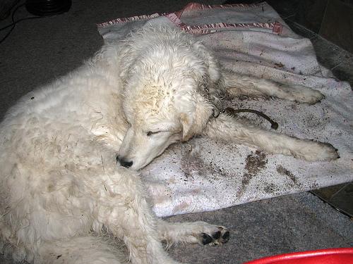 Kuvasz