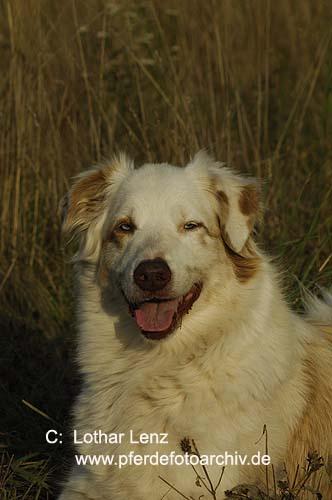 Kuvasz