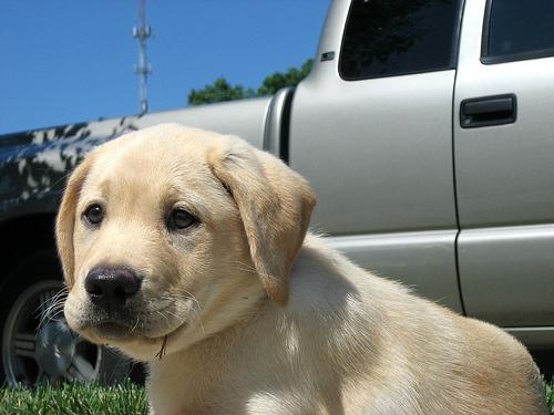 Labrador Retriever