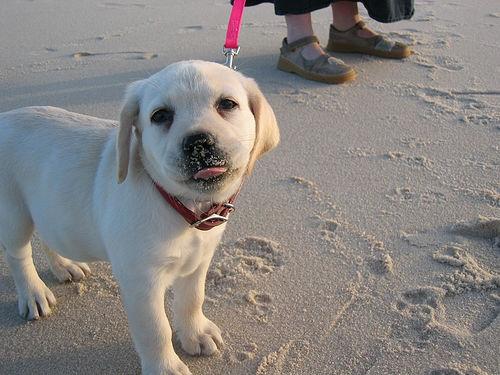 Labrador Retriever