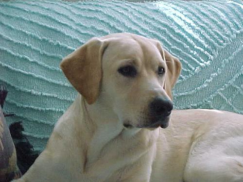 Labrador Retriever