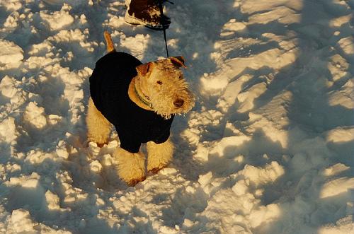 Lakeland Terrier