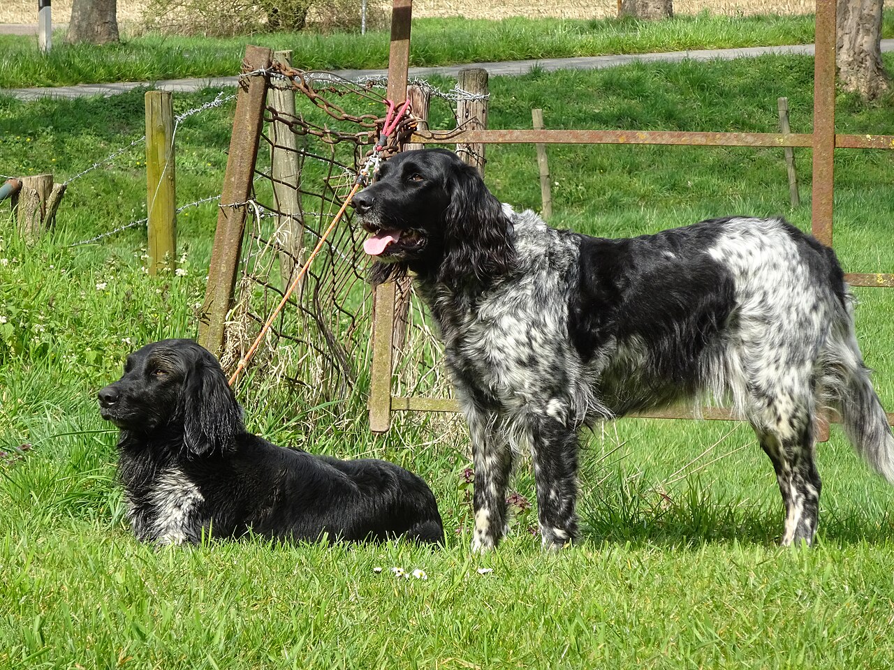 Large Münsterländer