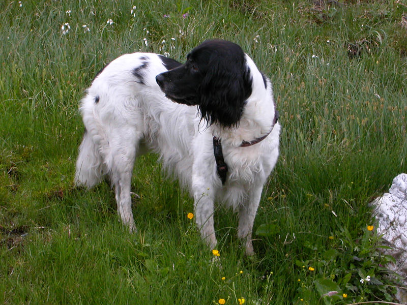 Large Münsterländer