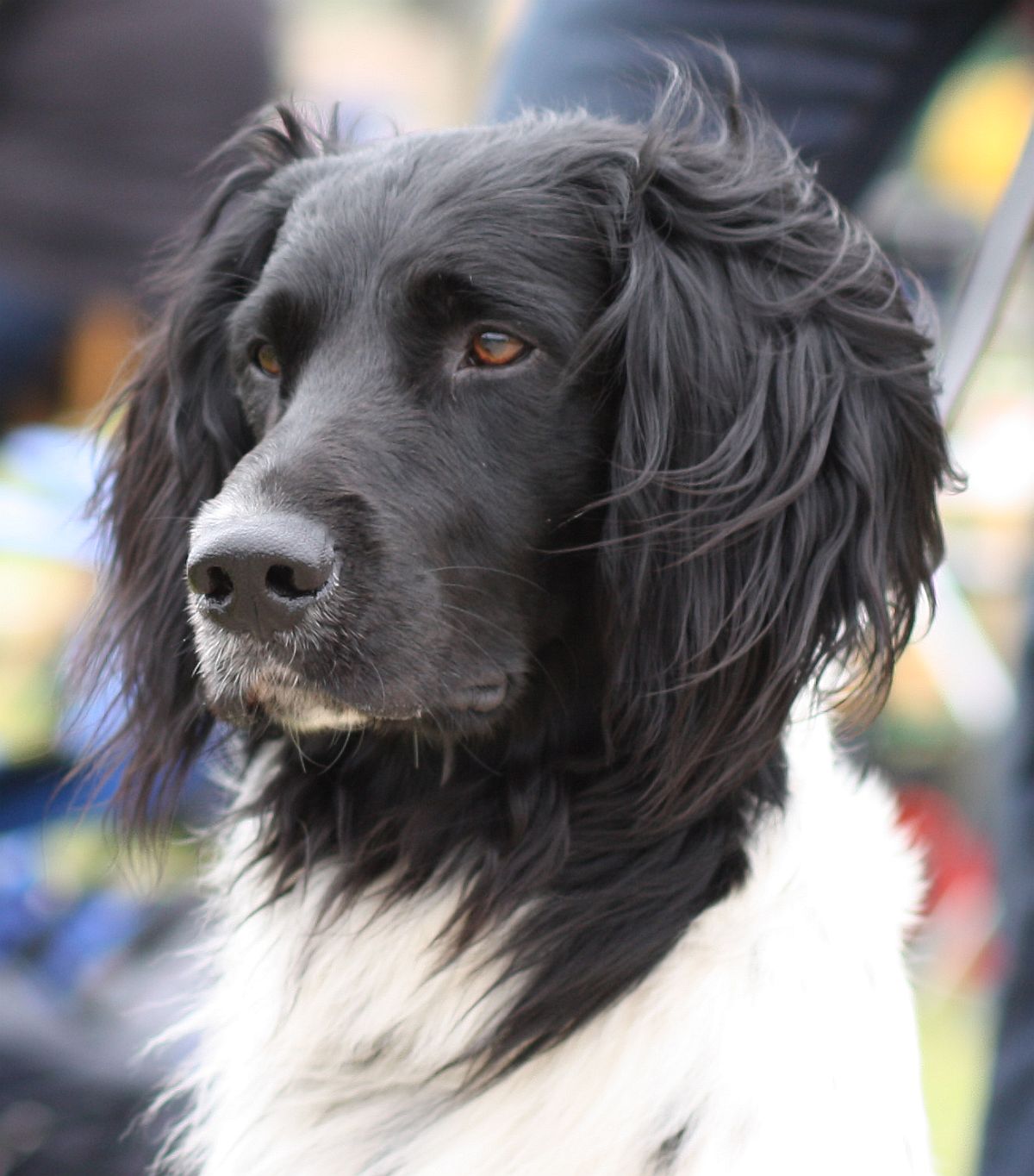 Large Münsterländer