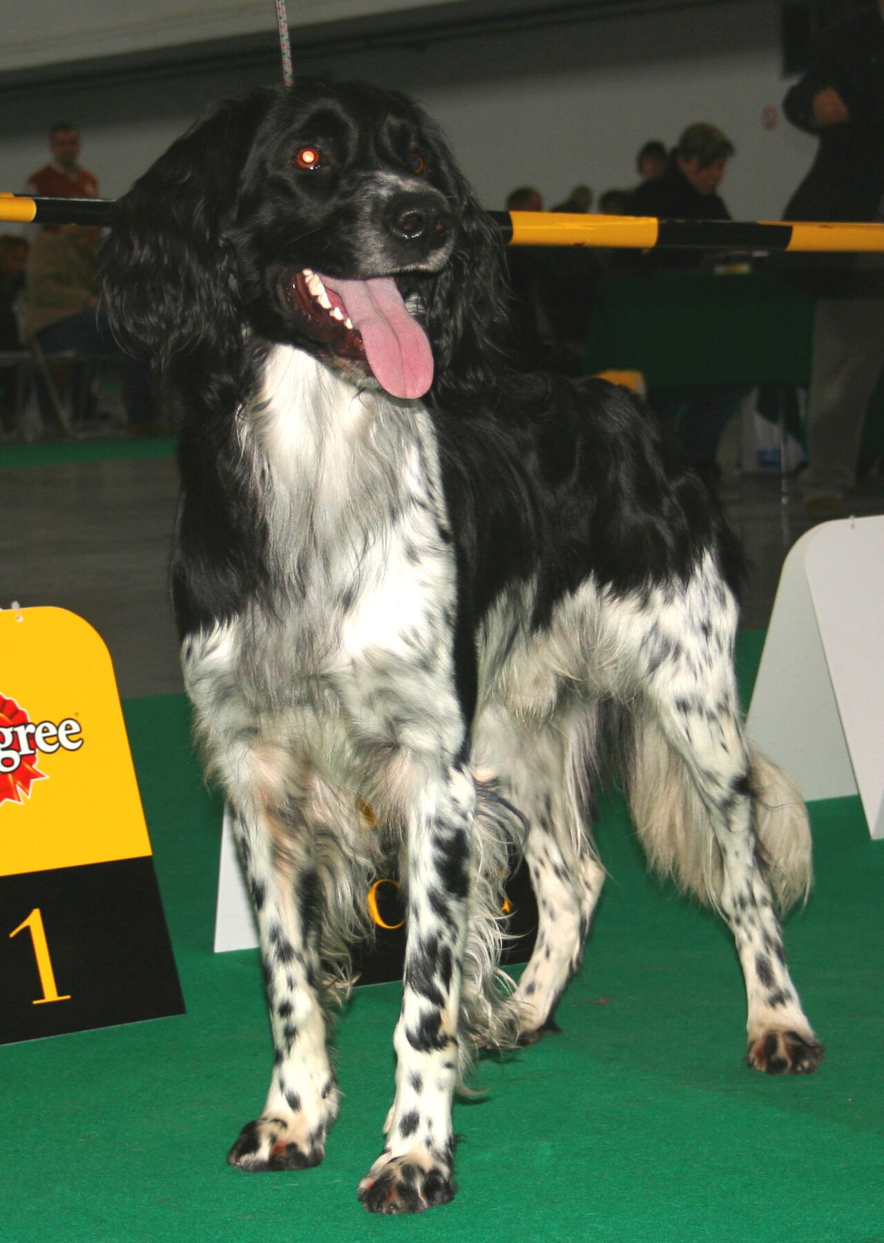 Large Münsterländer