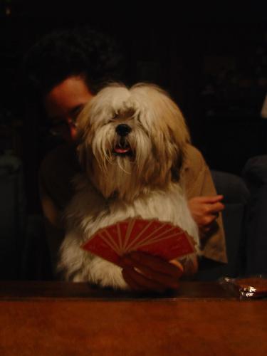 Lhassa Apso