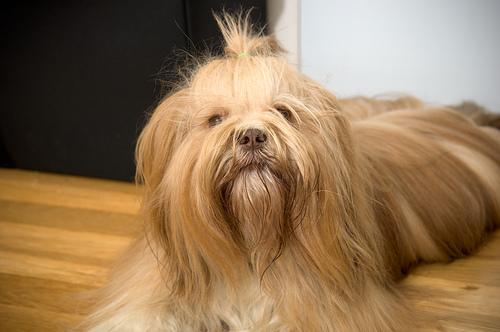 Lhassa Apso