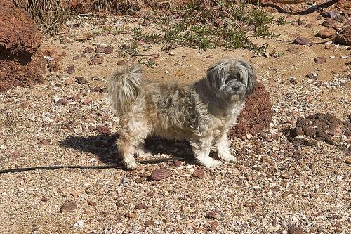 Lhassa Apso