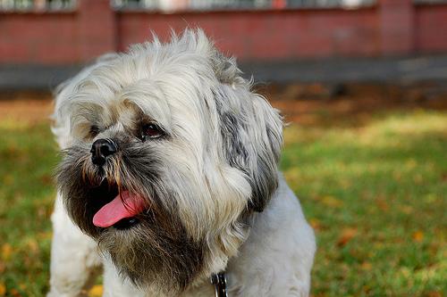 Lhassa Apso