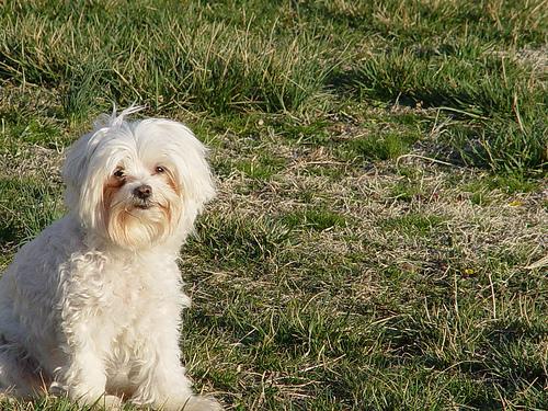 Bichon Maltais