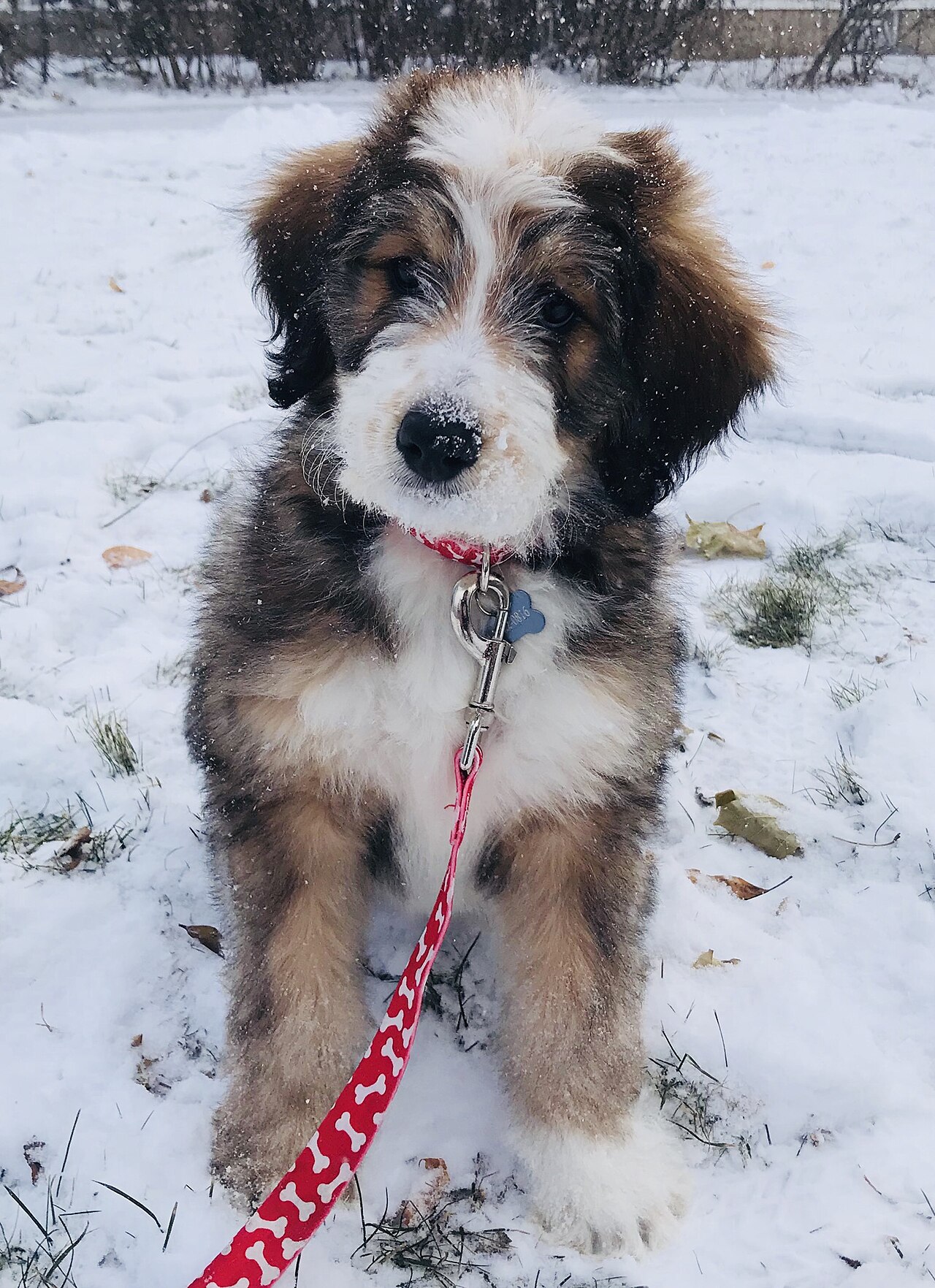 Maltipoo