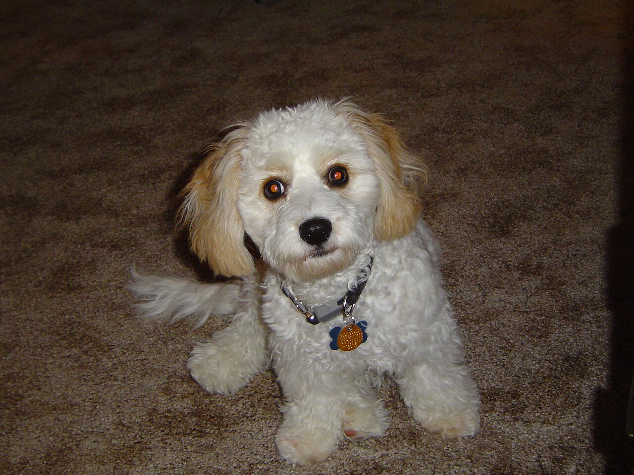 Maltipoo